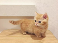日本小姐姐猫咪,日本小姐姐与猫咪的温馨日常